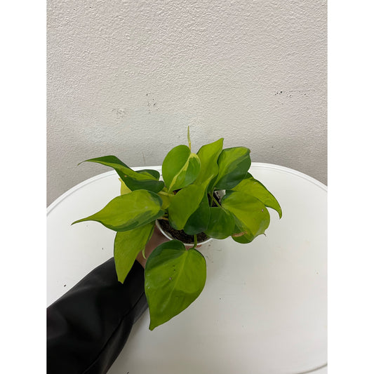 4” Philodendron Brazil
