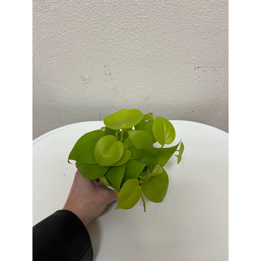 4” Philodendron Neon