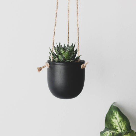 Sprout & About 7” Black Hanging Pot