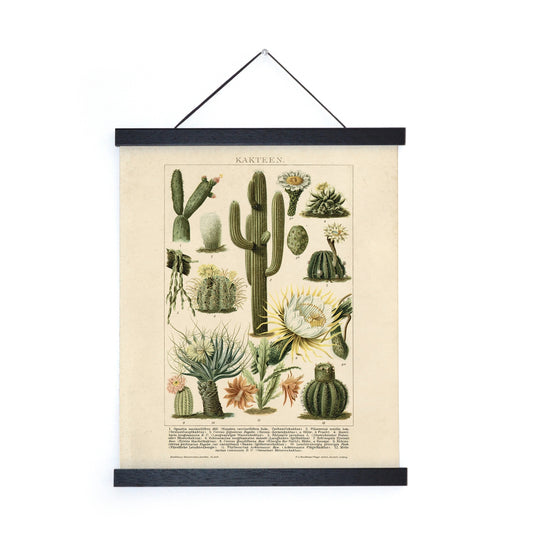 Curious Prints - Cactus Kakteen Vintage Print w/ Frame