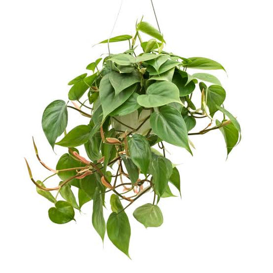 6” Philodendron Cordatum