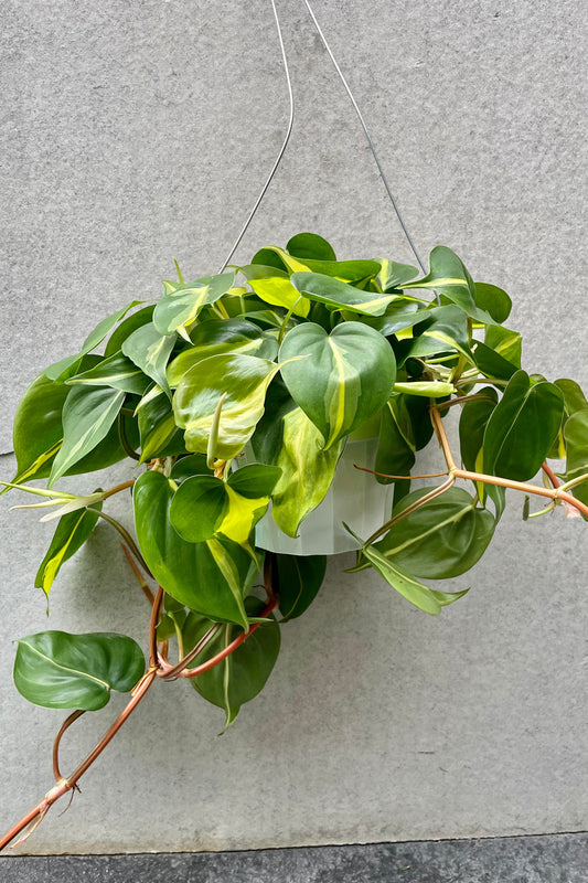 6” Philodendron Brazil